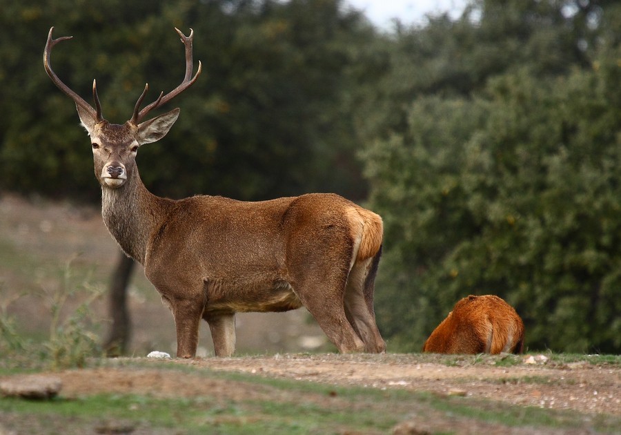 10. Conoce y Disfruta Extremadura: Lugares para observar la berrea del ciervo