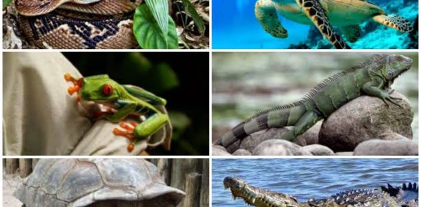 18. El fascinante mundo de los vertebrados: Analizamos los Reptiles