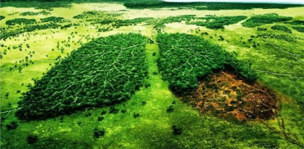 14. Grandes problemas, pequeñas soluciones: La deforestación
