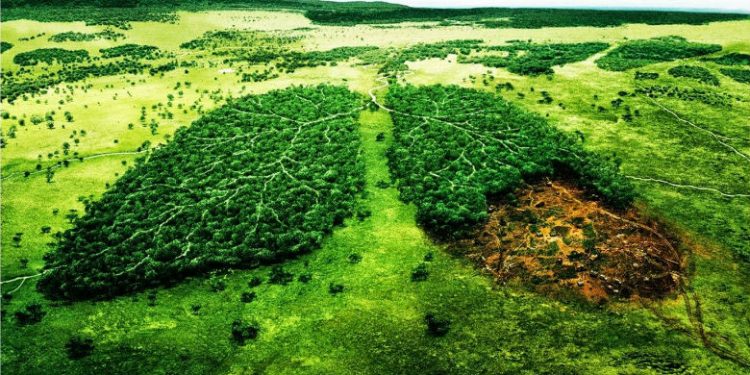 14. Grandes problemas, pequeñas soluciones: La deforestación