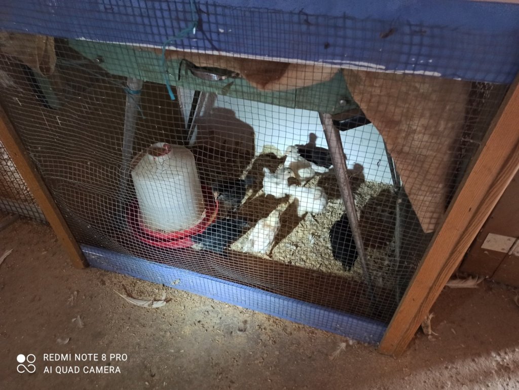 Pudimos observar cómo habían crecido los pollitos que nacieron quince días antes, en nuestra primera visita.